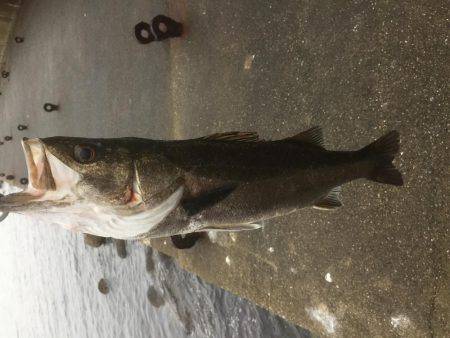 夕方シーバス狙いで