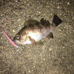 久々のメバリング