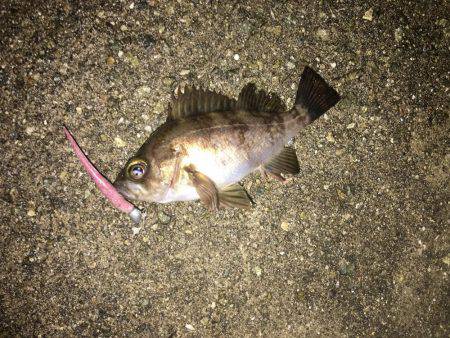 久々のメバリング