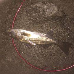 デイシーバス開幕