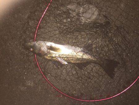 デイシーバス開幕