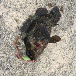 淡路島2日目穴釣り