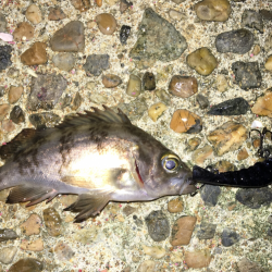 渋いプラッキング