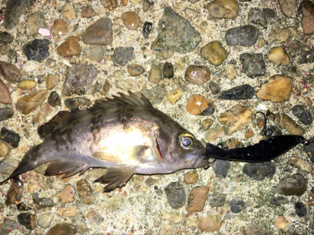 渋いプラッキング