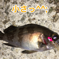 メバルプラッキング