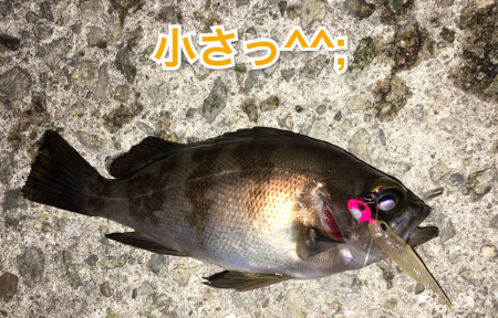 メバルプラッキング