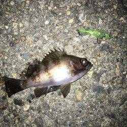 メバルプラッキング