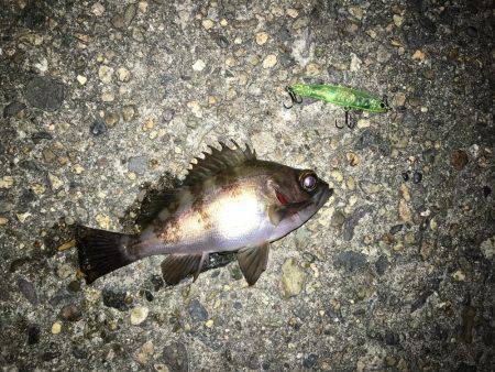 メバルプラッキング