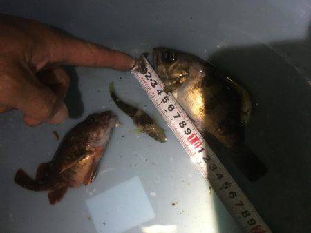 メバル釣れた