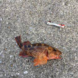 津久見港でデイメバ