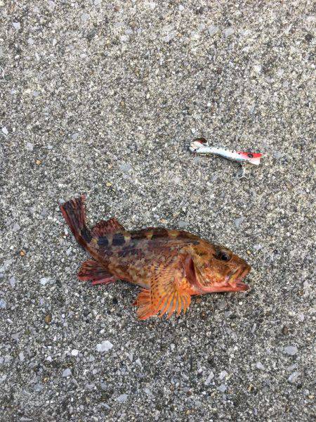 津久見港でデイメバ