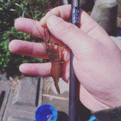 テナガエビ調査釣行in多摩川 まだちょっと早い!?