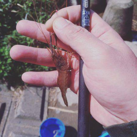 テナガエビ調査釣行in多摩川 まだちょっと早い!?
