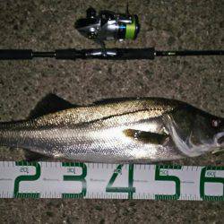 中盤から後半に差し掛かった稚鮎パターン