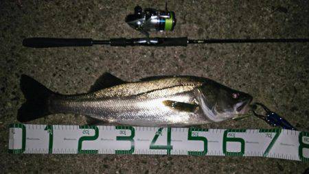 中盤から後半に差し掛かった稚鮎パターン