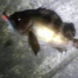 なんとかﾒﾊﾞﾘﾝｸﾞ成立