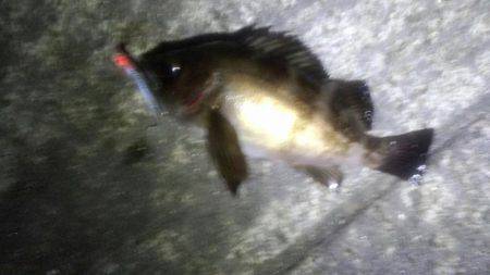 なんとかﾒﾊﾞﾘﾝｸﾞ成立