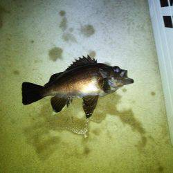 春メバルゲーム