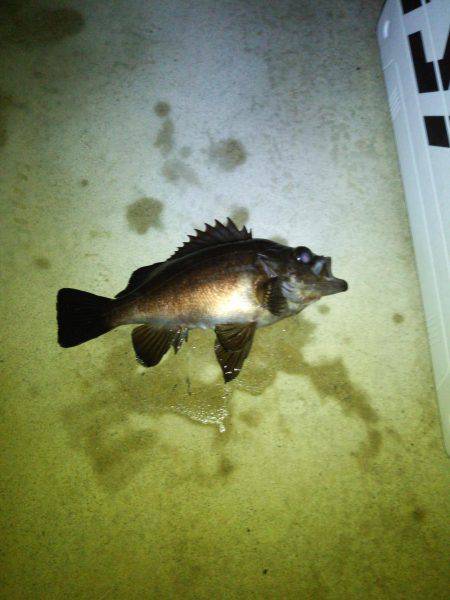 春メバルゲーム