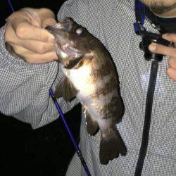 アジング＆メバリング