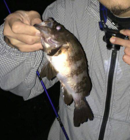 アジング＆メバリング