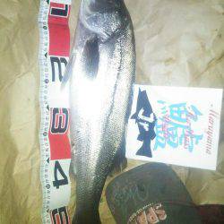 兵庫県円山川シーバス!!