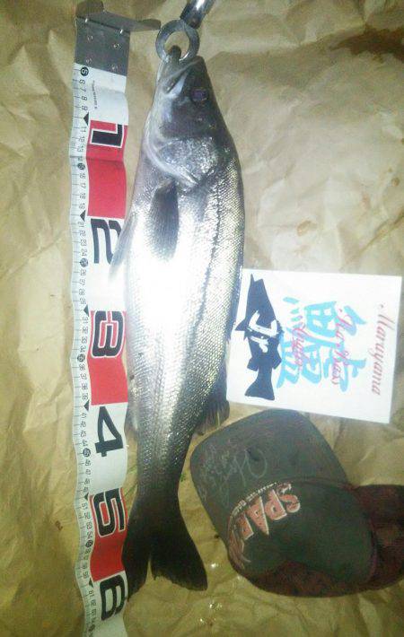 兵庫県円山川シーバス!!