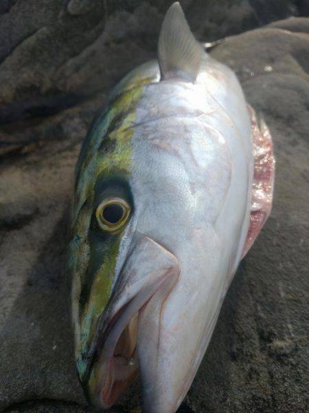 ショアプラッキング