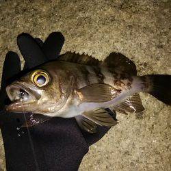 穴釣りのちメバリング