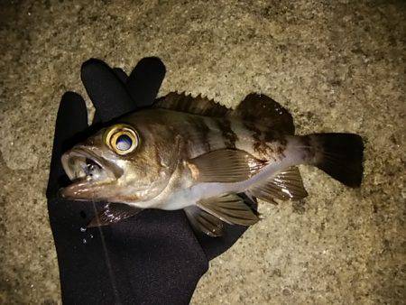 穴釣りのちメバリング