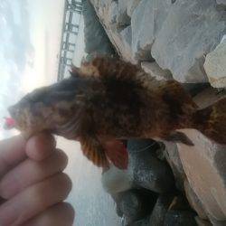 穴釣りのちメバリング