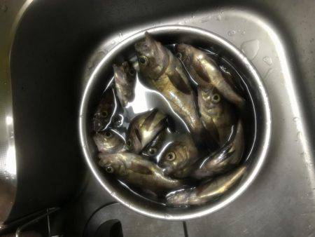 メバル大爆釣！