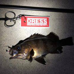 久しぶりの20㎝越えのメバル