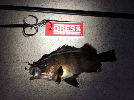 久しぶりの20㎝越えのメバル