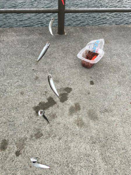 カタクチイワシの回遊あり