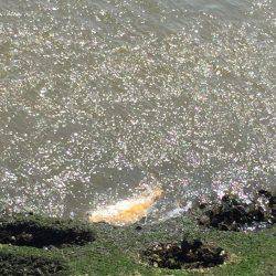 磯津でショアジギ！