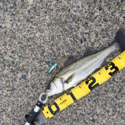 楠でシーバスデイゲーム