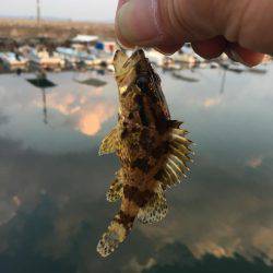 メバリングデビュー戦