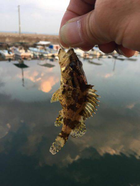 メバリングデビュー戦