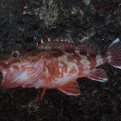 エソワンガシワン