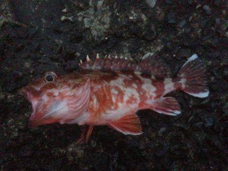 エソワンガシワン