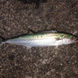 サゴさんサバわん