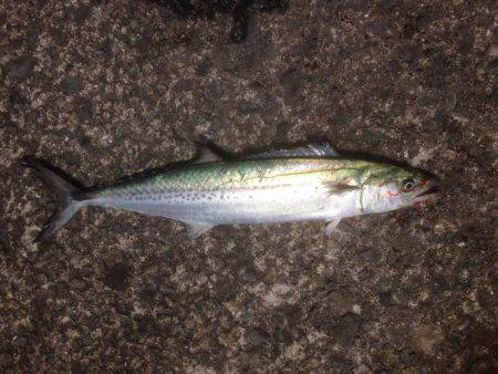 サゴさんサバわん