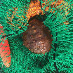 マリーナシティ釣り大会