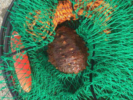 マリーナシティ釣り大会