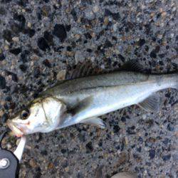 シーバス【セイゴ】