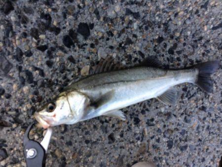 泉南サーフメバリング