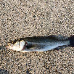 シーバス【セイゴ】