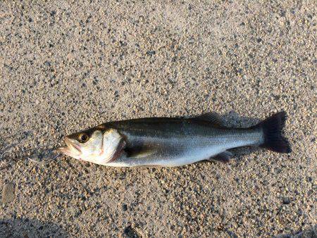 シーバス【セイゴ】