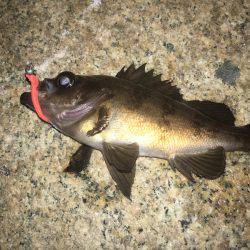 強風下でメバリング